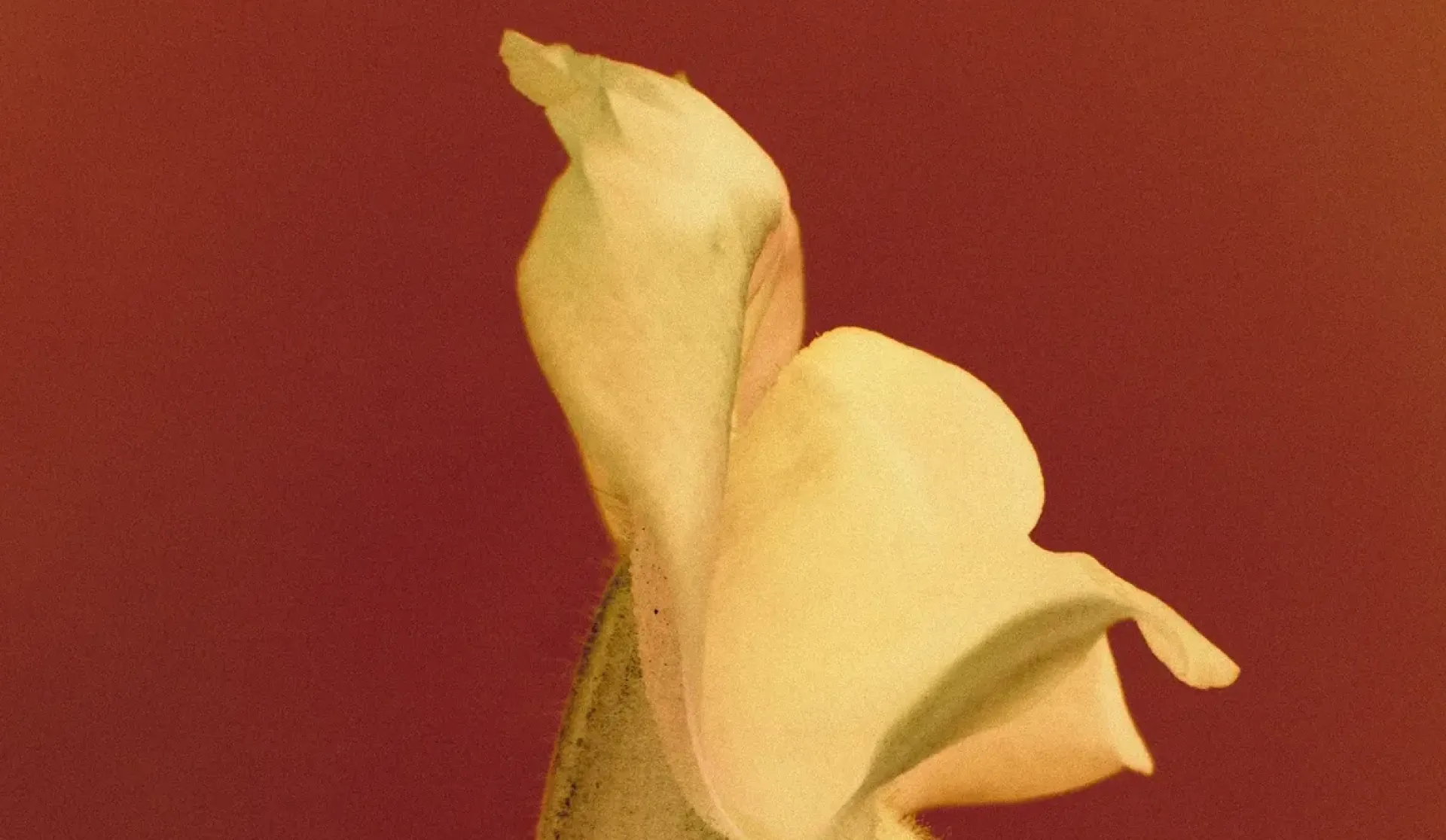 Composition florale Maison Mirabilē