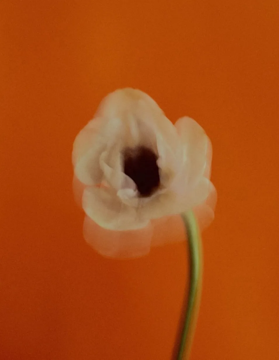 Pivoine